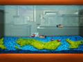Kostenloser Download FishCo Screenshot 3