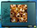 Kostenloser Download NG Explorer: Ghost Fleet Screenshot 3