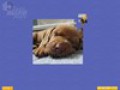 Kostenloser Download Super Jigsaw Puppies Screenshot 3